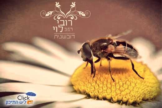 Read more about the article רובי לוי – דובשנית
